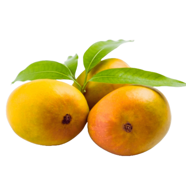 Ratnagiri Hapus (1 Dz)