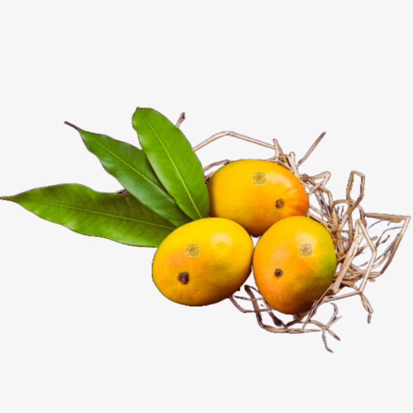 Ratnagiri Hapus – Shivaji (5 Dz)