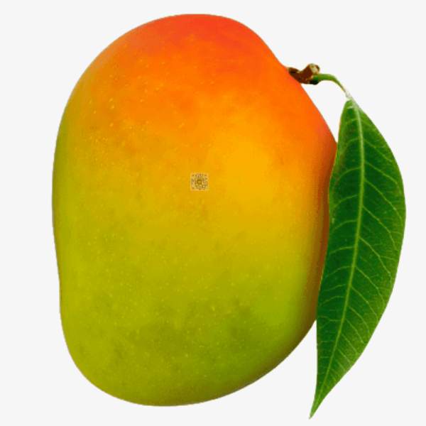 Ratnagiri Hapus (18 Mangoes)