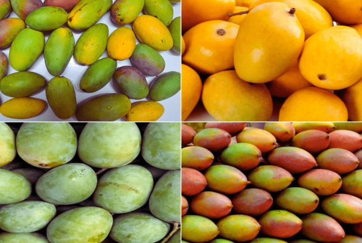 Famous Mangoes Varieties In India